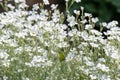 Snow-in-summer Cerastium tomentosum, flowers in the sun Royalty Free Stock Photo